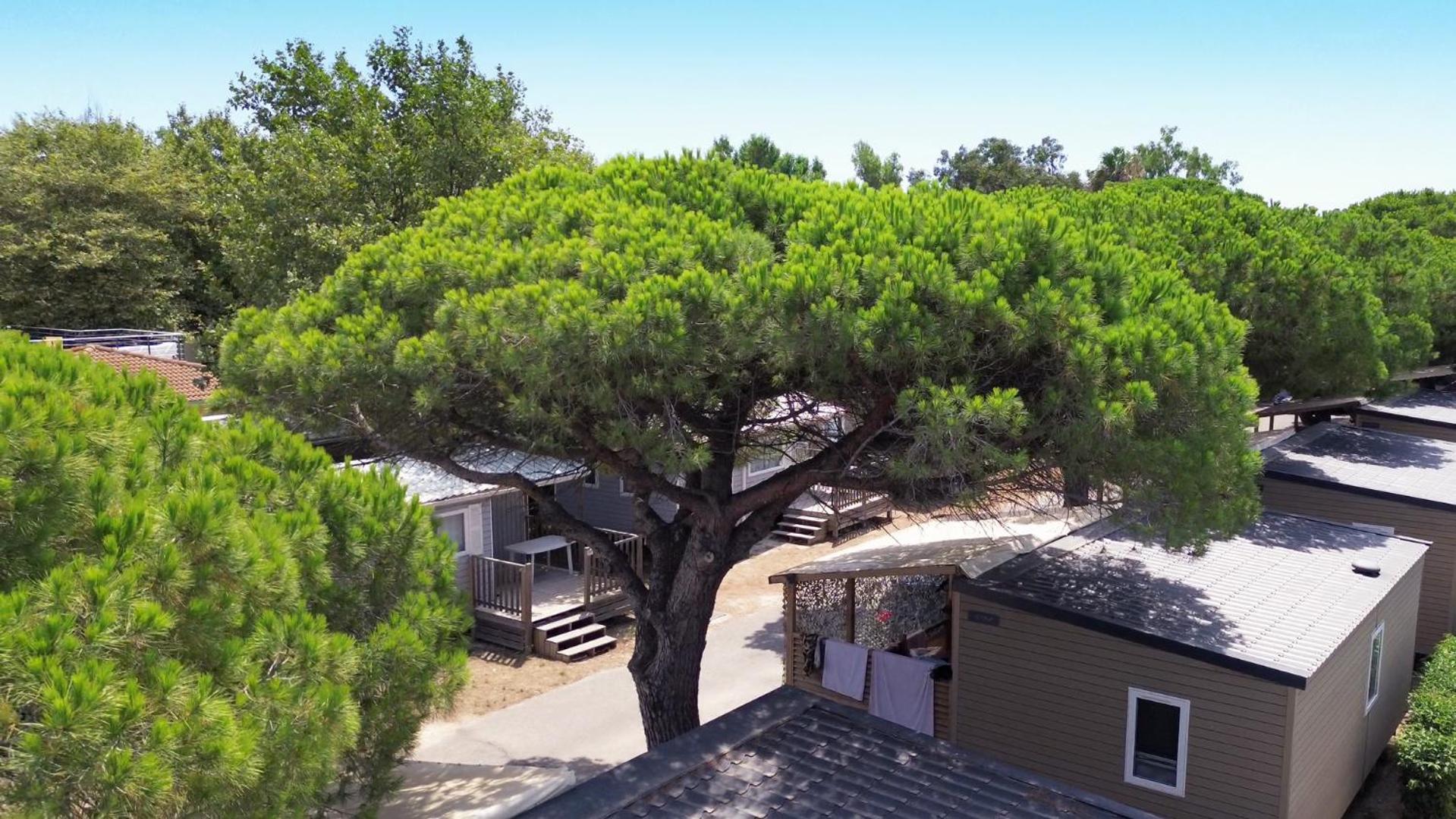 Camping La Bergerie Plage Hyères Exterior foto